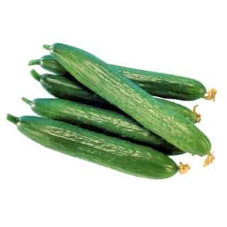 Rucha Cucumber From Known You Seed (India) (1)-KYI